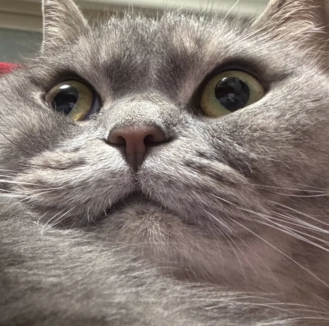 채팅형 콘텐츠 이미지